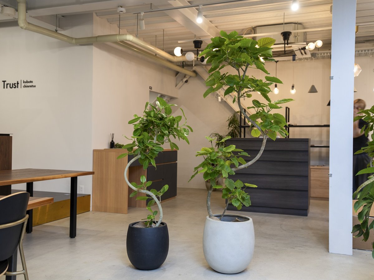 曲がった幹が印象的な大型観葉植物2鉢