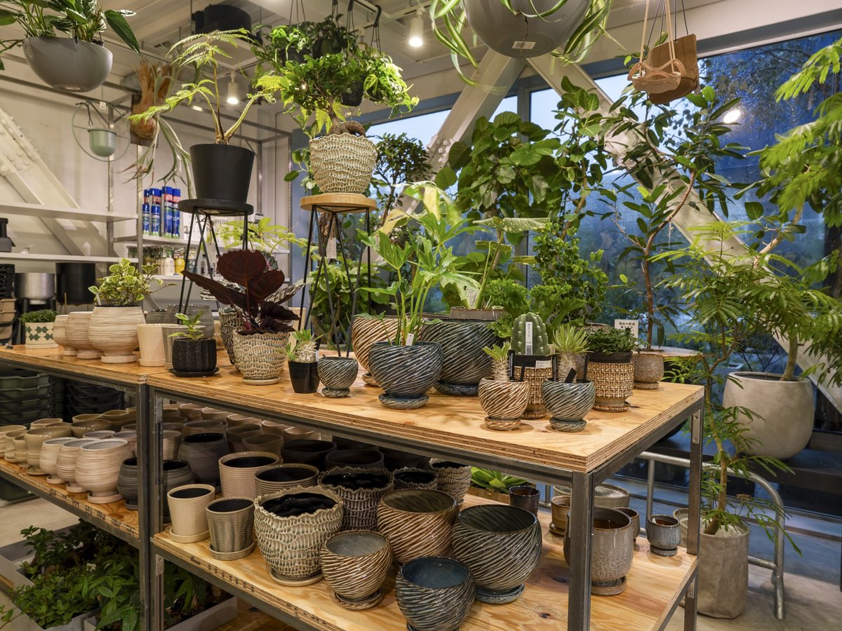 店内に並ぶ観葉植物と鉢