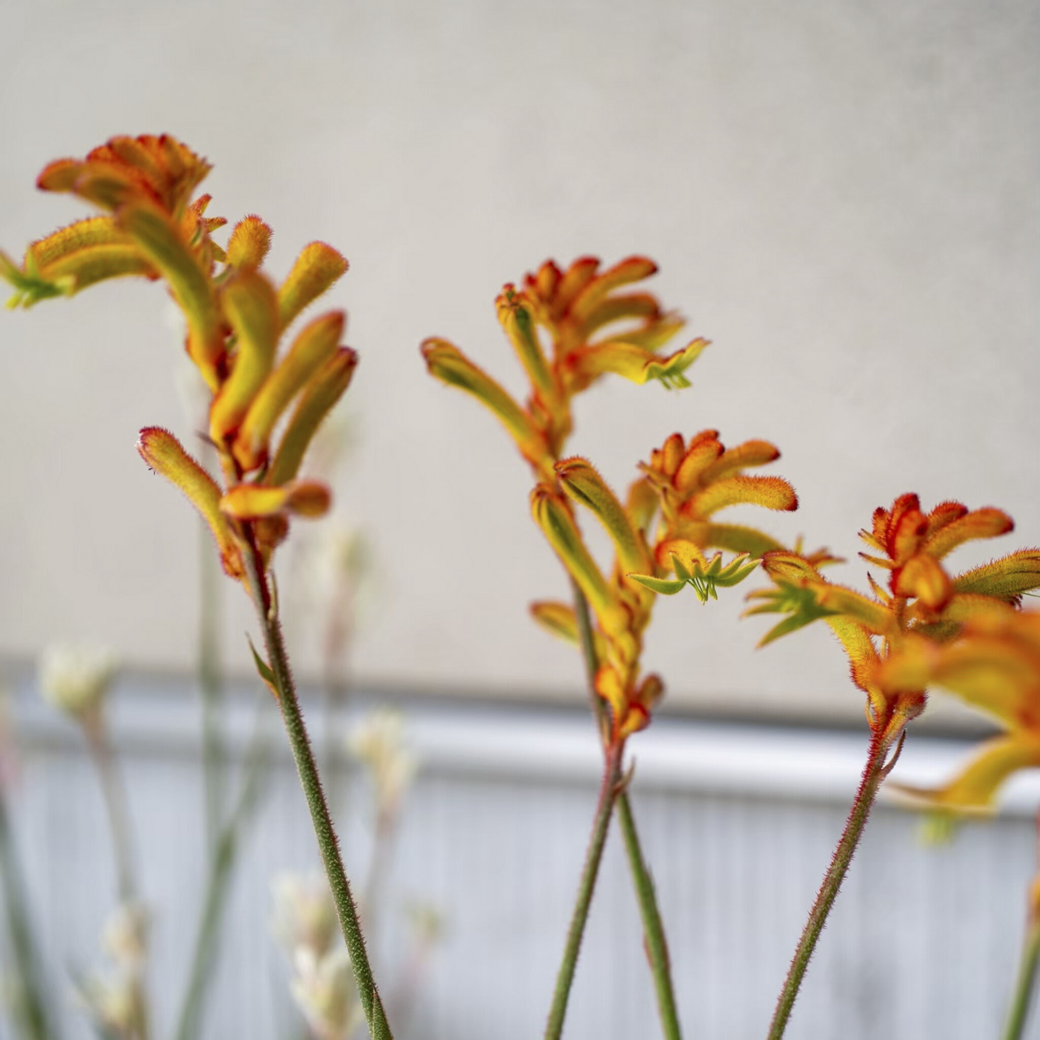 カンガルーポーの花
