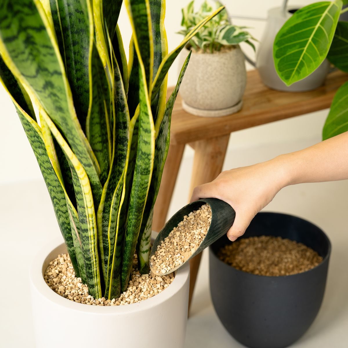 植え替え・模様替えの様子