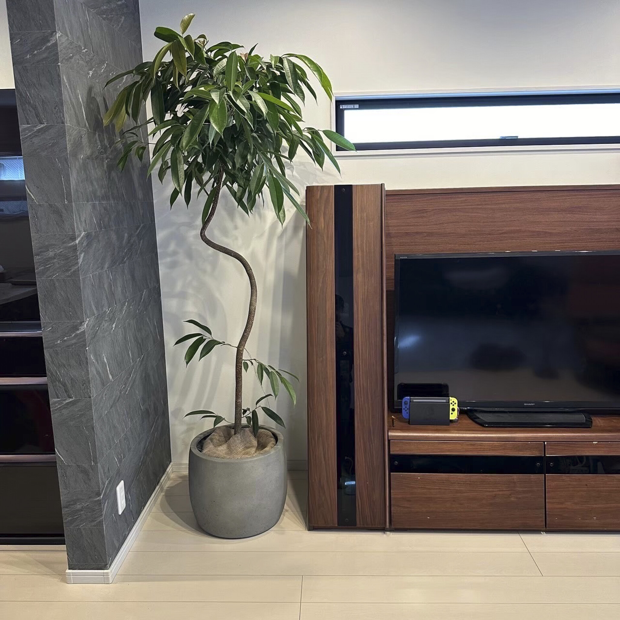 テレビボード横に届けたフィカス