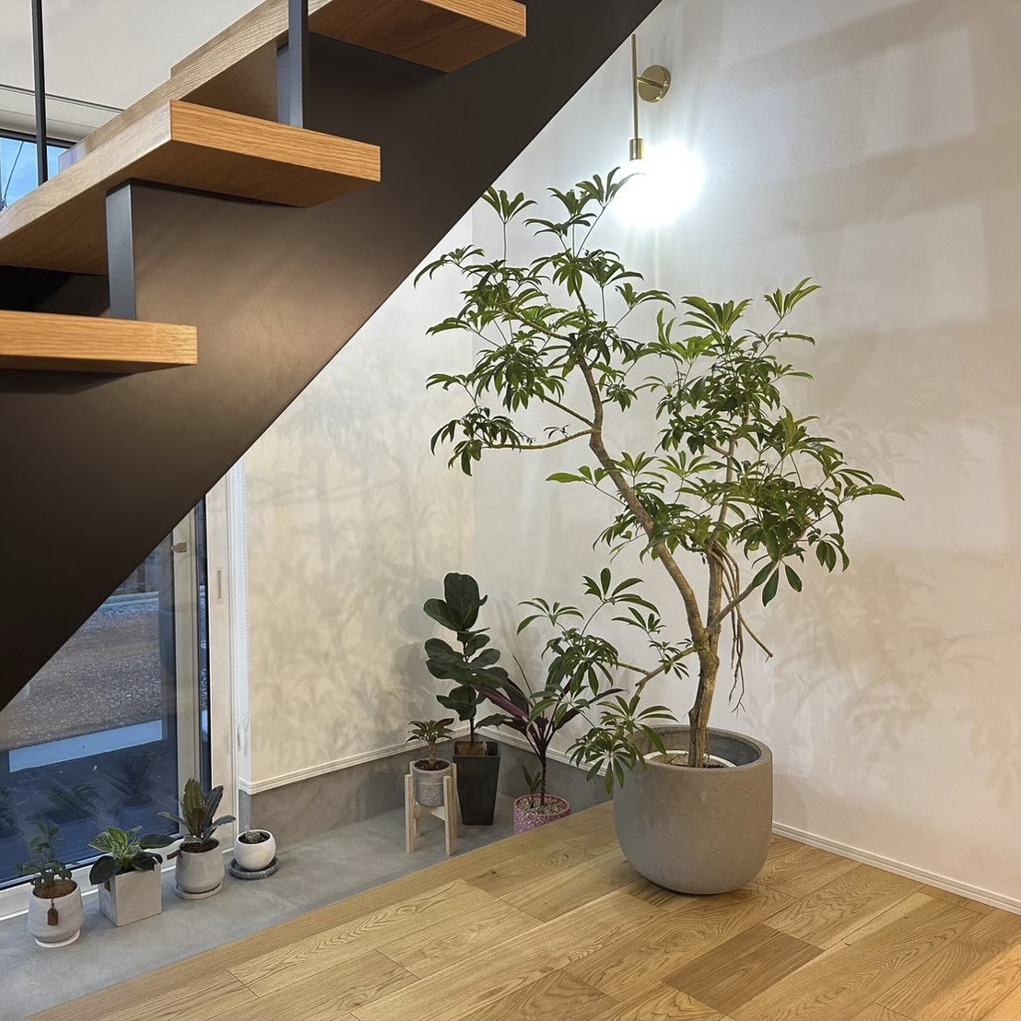 階段下に届けたシェフレラと寄せ植え